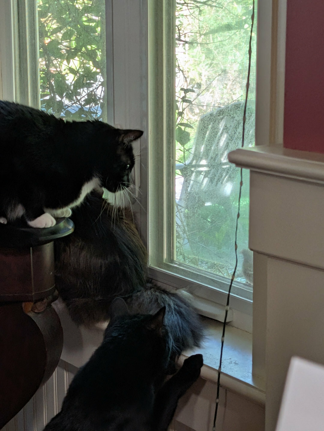 Auto-generated description: Three cats are peering out of a window surrounded by greenery.