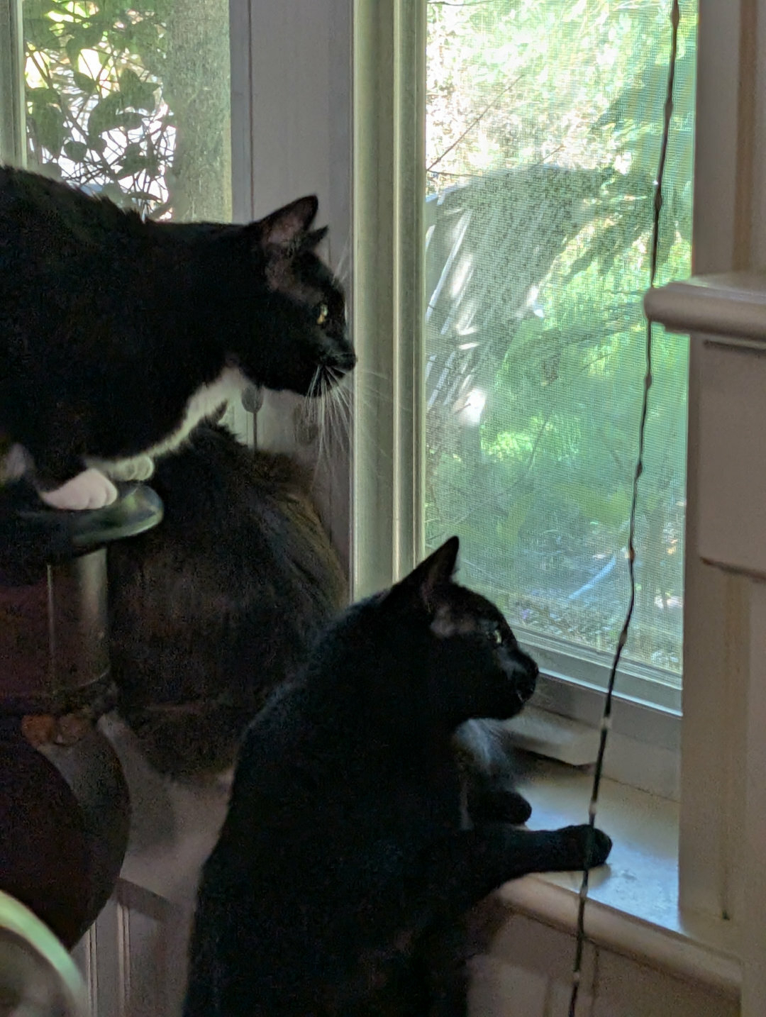 Auto-generated description: Two black cats are intently looking out of a window.
