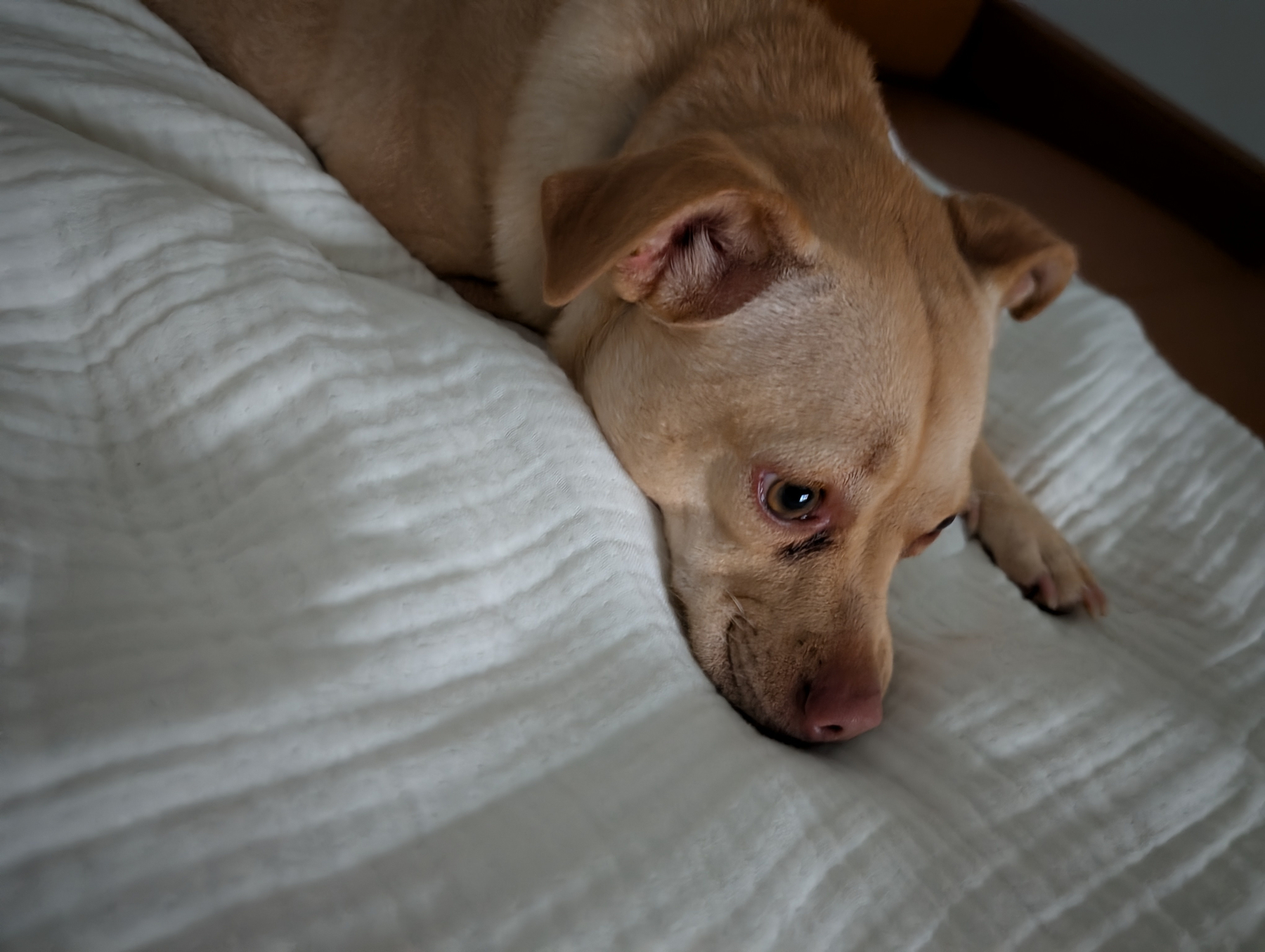 Auto-generated description: A light brown dog is lying down on a white textured blanket, looking off to the side with a calm expression.