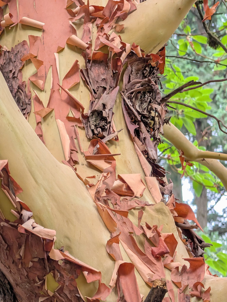Auto-generated description: The peeling bark of a tree reveals smooth, light-colored wood underneath amid a backdrop of green foliage.